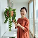 꽃커피호프 | "물만 줬는데 왜 노래져요?" 호프셀렘 키우기 2-1-1 배합으로 새잎 폭발시킨 후기