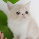 My Love Cat(마이러브캣) 네이버블로그