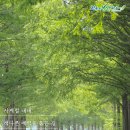 군청 메타세콰이어길 이미지