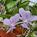 Cattleya walkeriana var. coerulea "Monte Azul" 카틀레야 워크리아나 쎄룰레야 '몬테아줄' 이미지