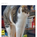 바스텟고양이병원 이미지