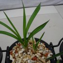 선영2호 이미지