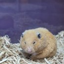 버들길 | 양산 파충류샵 양산 소동물샵 와우펫앤쥬 양산점 방문 후기