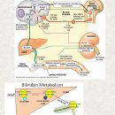 Re: 의사들도 모르는 기적의 간청소 Aamzing liver and gallbladder flush 이미지