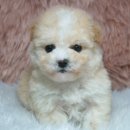 몽글몽글 이미지