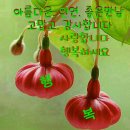 우아랑 이미지