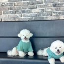 B&B(바비브라운 비숑프리제) | 🐶 울산 남구에서 찾은 천국! <바비브라운 비숑프리제> 애견유치원 후기:)!!💕