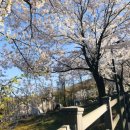 덕산저수지 | [강화도 덕산국민여가캠핑장] 고려저수지 순무마을 명당 사이트 3곳 후기 | 벚꽃캠핑 추천 | 미나리삼겹살