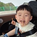 대일과자 | 2026년 4월 4주 두돌 쌍둥이 주간일기) 첫 봄소풍, 유림공원 튤립, 그리고 웰키즈 펭귄방 눈 옆 봉합 후기