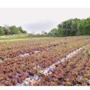 천지원 농장 이미지