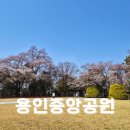 용인중앙공원 | 용인 숨겨진 벚꽃명소 용인중앙공원