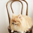 차차펫살롱