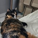 외래식당아리스 이미지