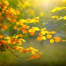아름다운 가을 단풍 이미지 이미지