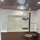 리브동물병원 | 수영구동물병원, 고양이 복막염 바이러스보다 무서운 '이것'