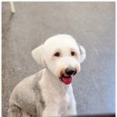 안아줄개 이미지