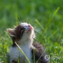 고양이 이미지