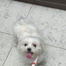 댕가댕가 이미지