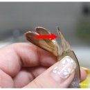 물고기초밥