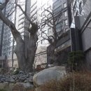 동도초교 Daum카페