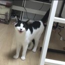 엔젤펫 | [김포 펫포레스트] 고양이 장례 이용 후기 | 비용, 절차