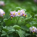 고산흑염소 이미지