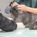 대구 고양이 미용 밀꼬냥 이미지