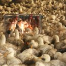 두성농장 이미지