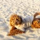 베이지동물병원 이미지