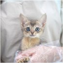 천안 고양이분양 도로시펫 이미지