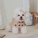 꼴레트멍멍