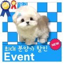 함께 있어줄개 | [일산/분양샵] 함께있어줄개 청결하고 쾌적한 환경에서 만난 강아지들