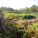 백마농장3 이미지