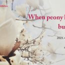 하모리-5 이미지