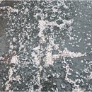 초이지아 이미지