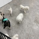 독크루 첨단점 네이버블로그