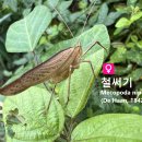 철써기 a giant katydid 이미지