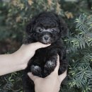 버디독 강아지분양 안심분양센터 서울 영등포점 이미지