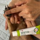 강아지 연고 댕댕카솔 발사탕 습진 관리 가능