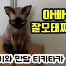 개냥이 세계 이미지