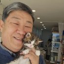 루비캣 | 울산고양이분양 포항에서 루비캣 방문후기