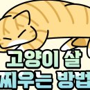 212. 고양이 살찌우는 방법! 이미지