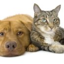 고등동물병원 이미지