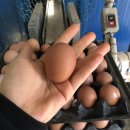 꼬꼬양계농장 이미지