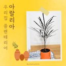 초르시 | 우리집 공기 정화 플랜테리어 초르시 반려식물 아랄리아/아라리아/디지코테카 키우기