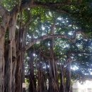 딸기네 민박 이미지