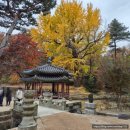 어진작은도서관 | 창덕궁 후원(2025.3.19. 수)