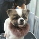 오렌지애견 이미지