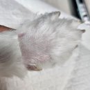 꼬마바리깡 | [초보도 쉽게 따라하는 강아지 닭발 미용 방법] 바리깡&자세 팁 모음