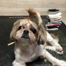 강아지정류장 이미지